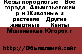 Козы породистые - Все города, Альметьевский р-н Животные и растения » Другие животные   . Ханты-Мансийский,Югорск г.